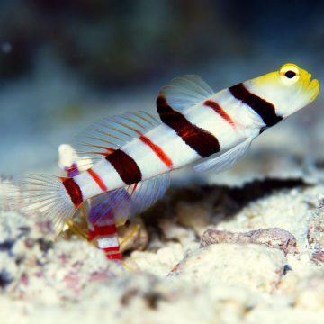 Goby fish 1