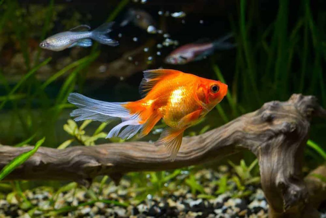 Goldfish 1 1