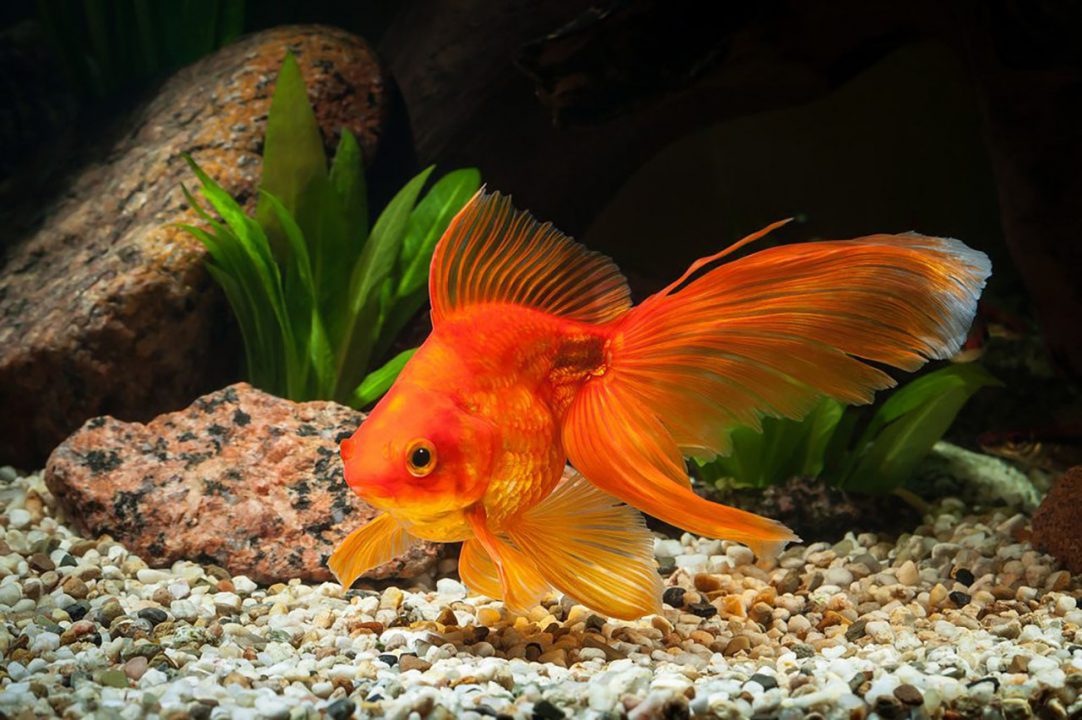 Goldfish 2 1