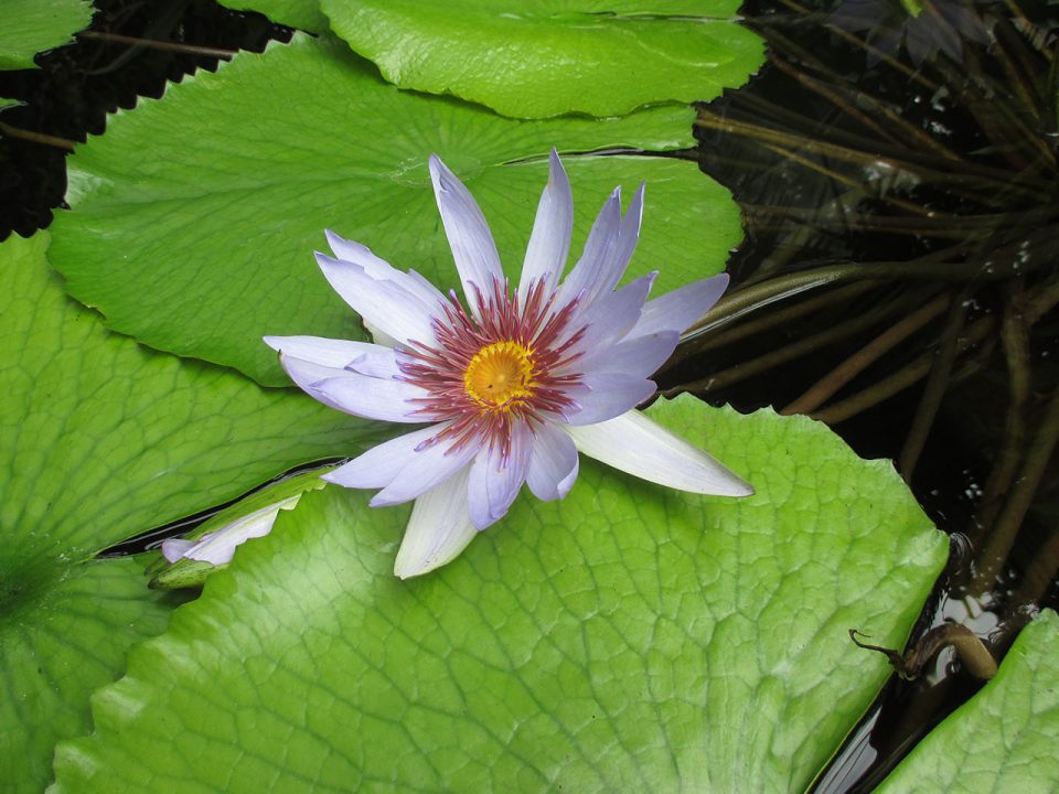 Hairy water lily 1