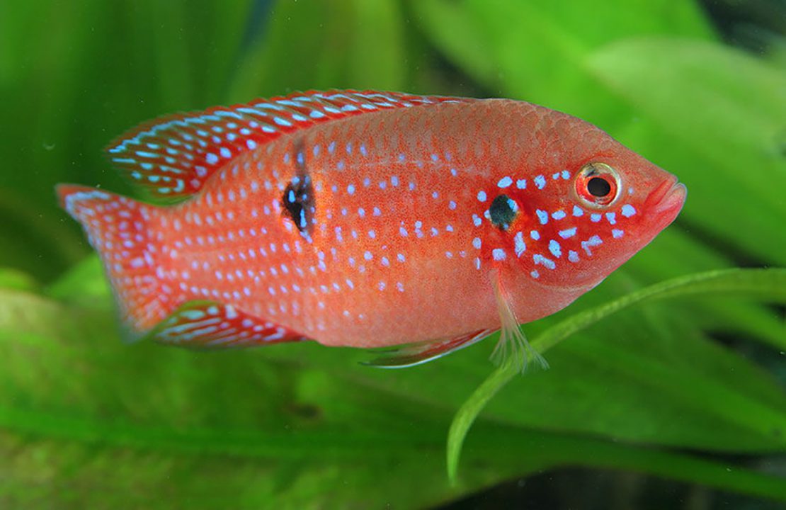 Jewel Fish 1