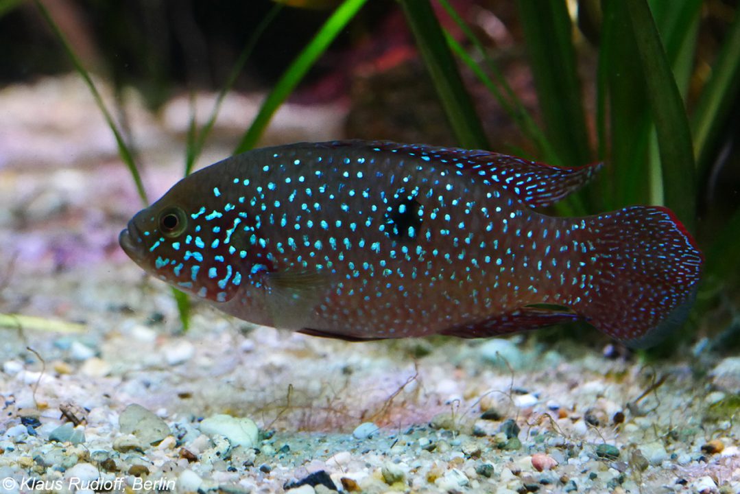 Jewel Fish 2