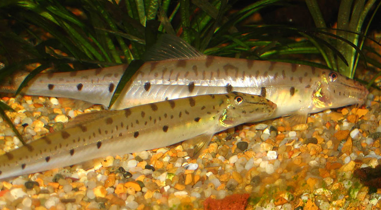Long nosed Loach 2