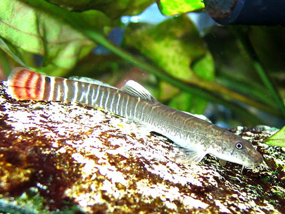 Long nosed Loach 3