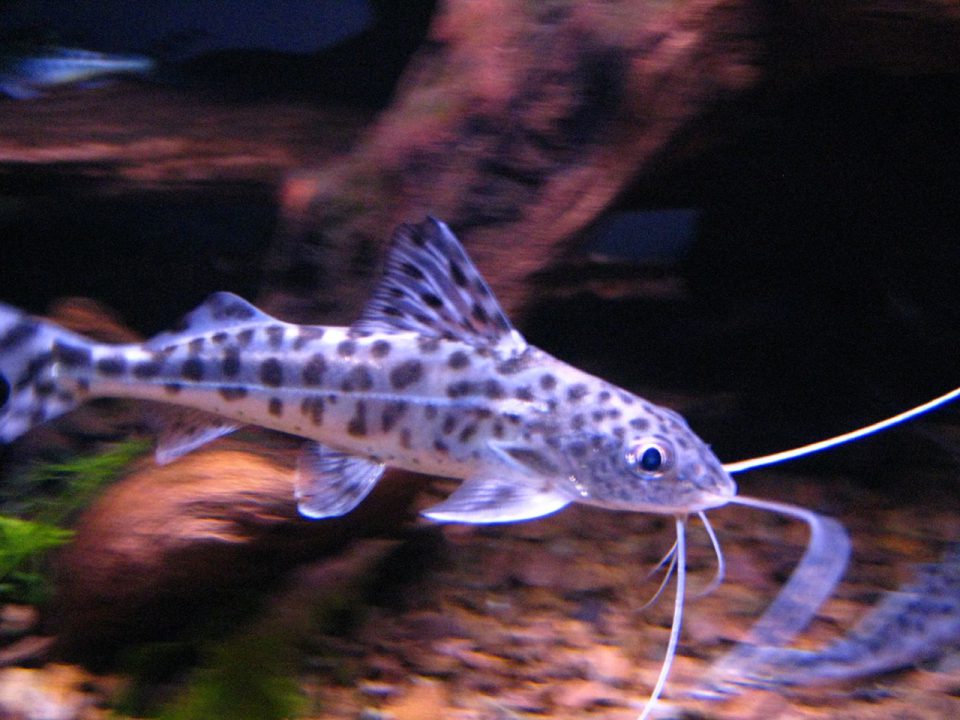 Pictus CatFish 2