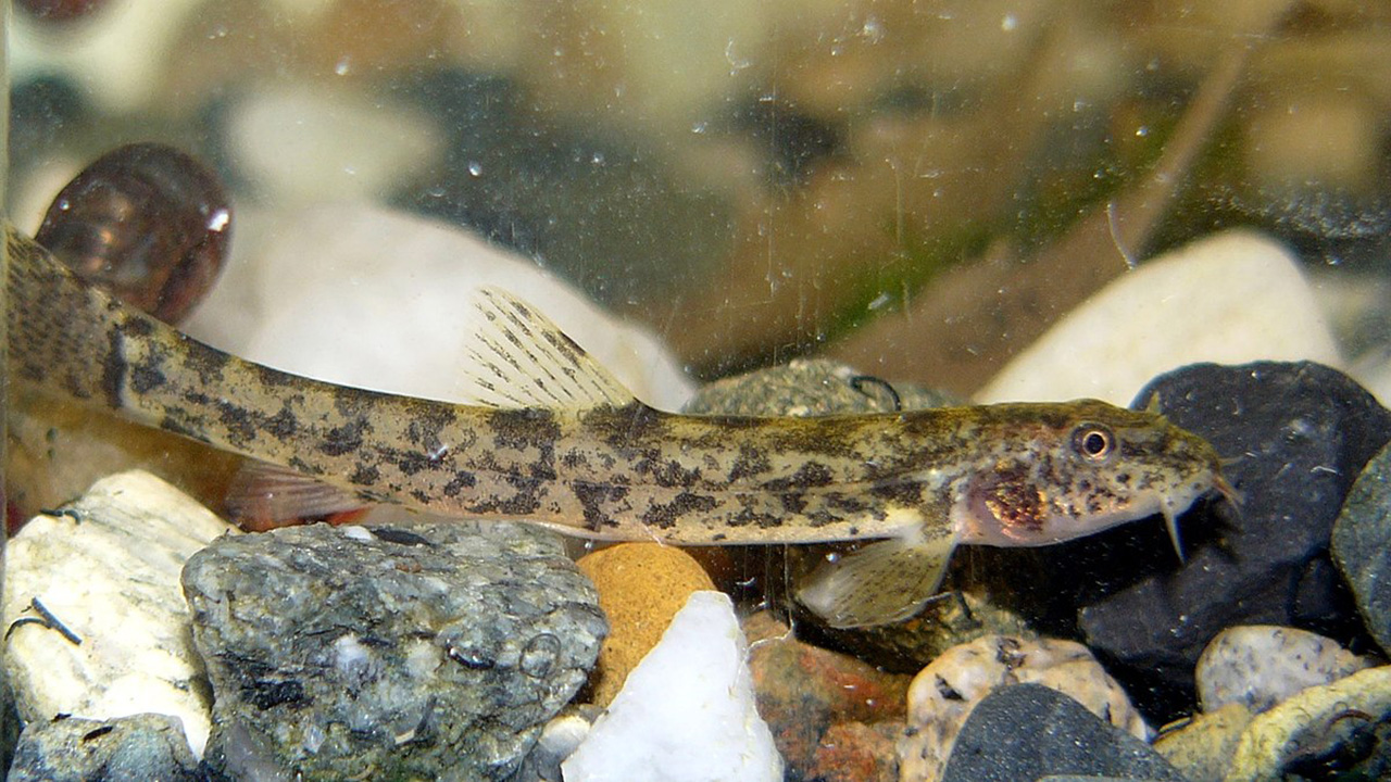 Weather loach 1