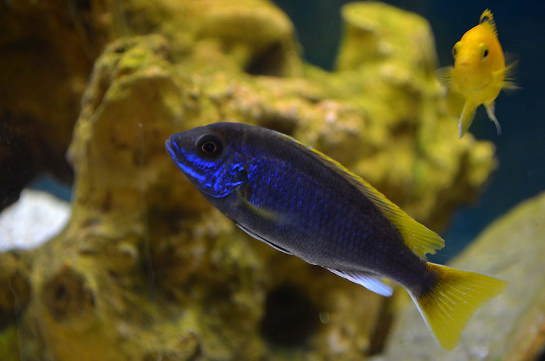 Yellow tailed acei cichlid 1
