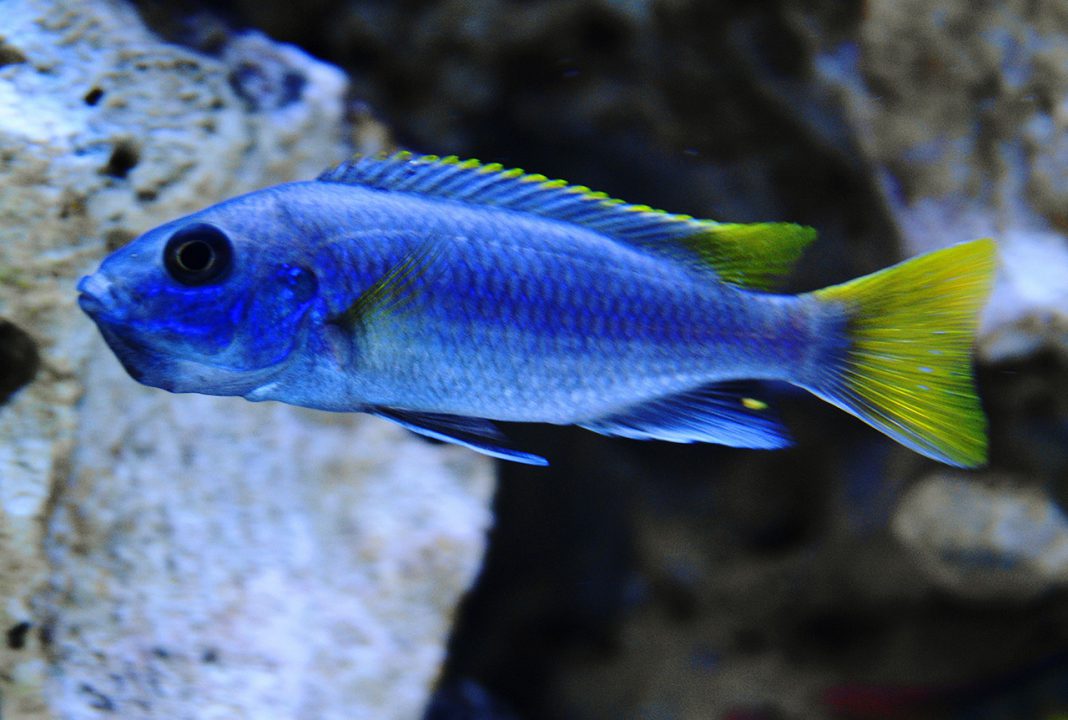 Yellow tailed acei cichlid 2