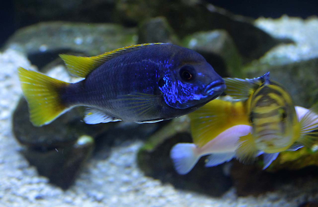 Yellow tailed acei cichlid 3