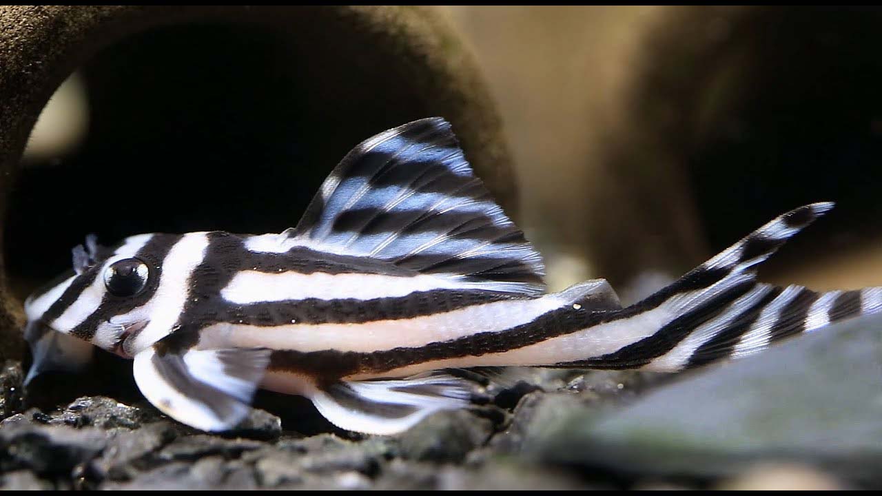 Zebra pleco 1