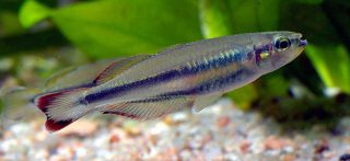 madagascan rainbowfish 01