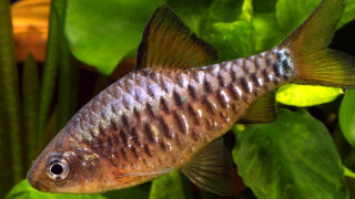 عکس %D8%A8%D8%A7%D8%B1%D8%A8 %D8%B4%D8%B7%D8%B1%D9%86%D8%AC%DB%8C.jpg 2