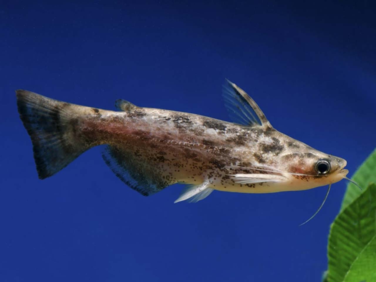 Common woodcatfish 1