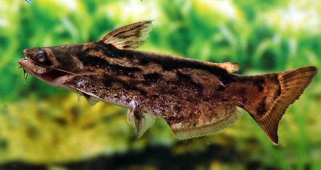 Common woodcatfish 2