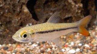 عکس %D8%B3%DB%8C%DA%AF%D8%A7%D8%B1 %D9%81%DB%8C%D8%B4