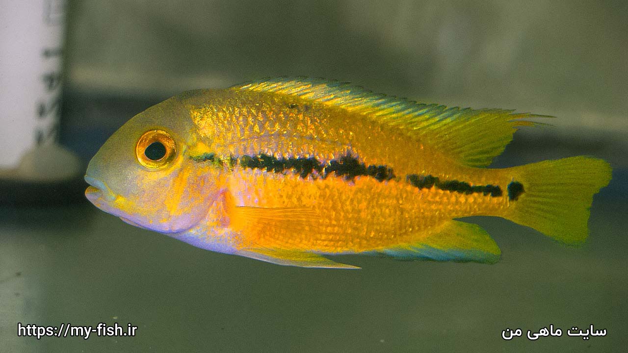 ماهی سیچلاید نیکاراگوئه