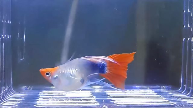 guppy fish giving birth 01